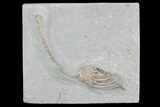 Crinoid (Macrocrinus) Fossil - Crawfordsville, Indiana #87979-2